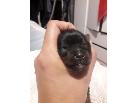 Yorkshire terrier bebekler