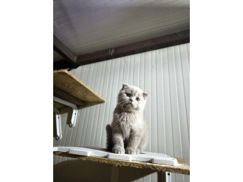 Sevimli scottish fold oğlumuz