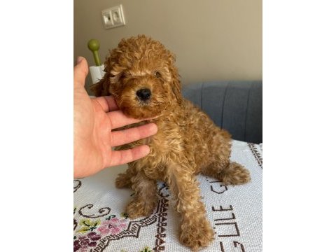 Harika kalitede toy poodle bebekler