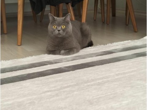 Ücretsiz sahiplendirme 3 yaşında kedimiz