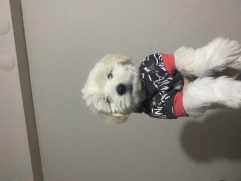 1 erkek ve 1 dişi yavru köpeğimiz