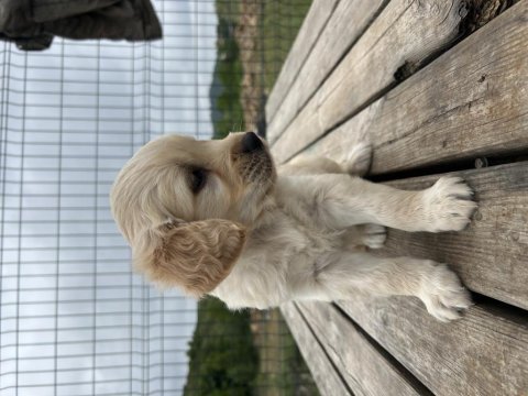 Baby face safkan golden retriever yavrular