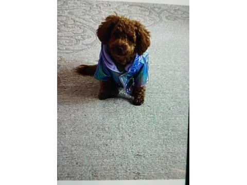 Acil toy poodle