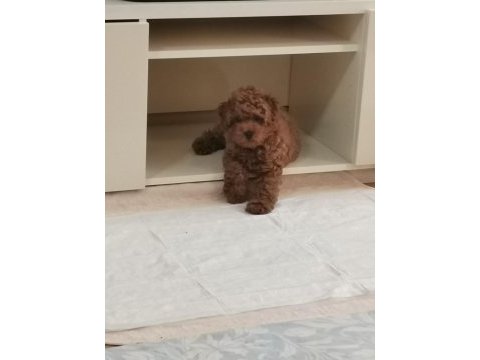 Toy poodle red brown orjinal
