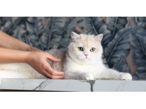 Safkan şecereli british shorthair prenses