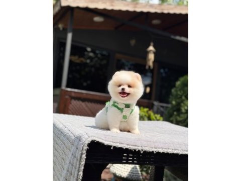 Dünyalar tatlısı pomeranian boo yavrumuz