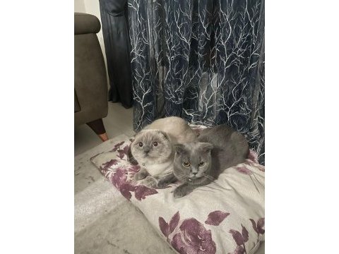2 aylık scottısh fold kedıler