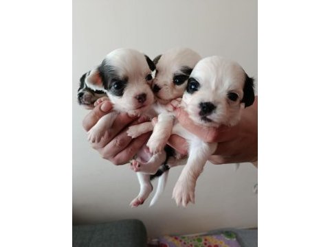 Anne altında a kalite chihuahua yavrular