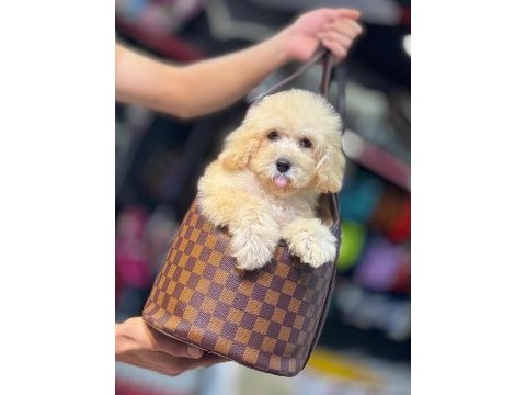 Maltipoo bebek (kütahya exuma pet center)