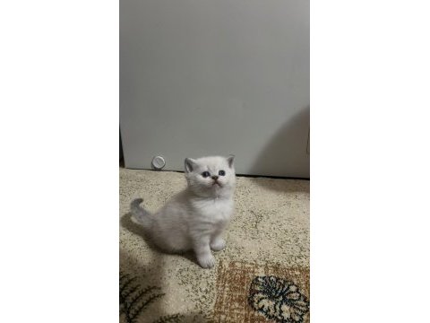 Pamuk şekerlerim british shorthair
