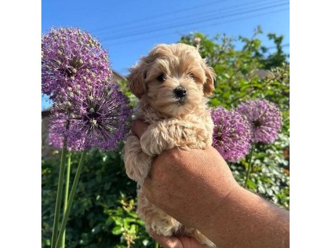 Evinize neşe katacak maltipoo yavruları