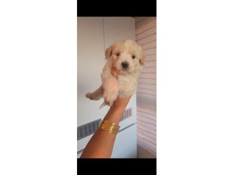 Oyuncu maltipoo minikler