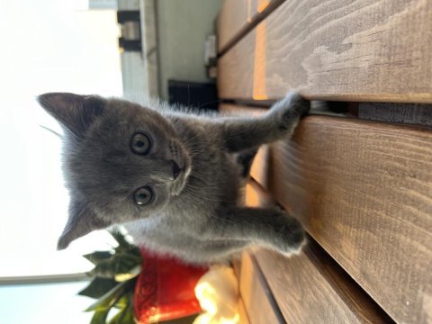 British shorthair yavrular sahiplendirilecektir