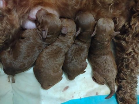 Anne altından evde beslediğimiz toy poodle max 3 kg