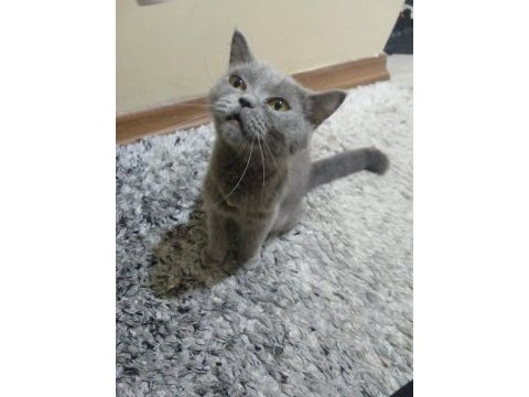 Kızımızı sahiplendiriyoruz british shorthair