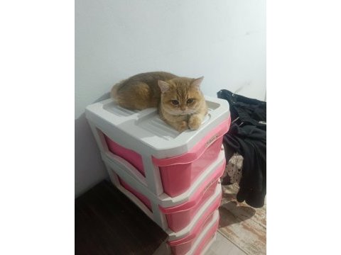 British shorthair ny12 safkan