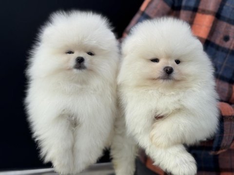 Petmode köpek çiftliğinden tea cup pomeranian
