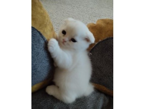 Scottish fold yavru