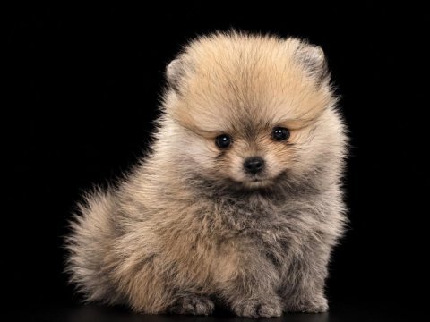 Pomeranian boo 50 günlük