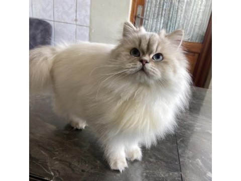 British longhair lynx point dişi