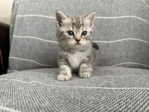 Sahiplenmeye hazır sevimli british shorthair bebekler
