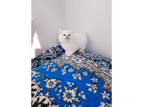 2 aylık british shorthair beyaz yavrular