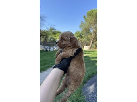 En kaliteli maltipoo yavruları