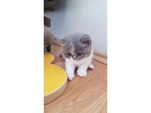 Muhteşem güzellikte scottish fold yavrularımız