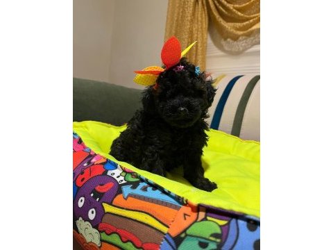 Siyah inci poodle bebekler