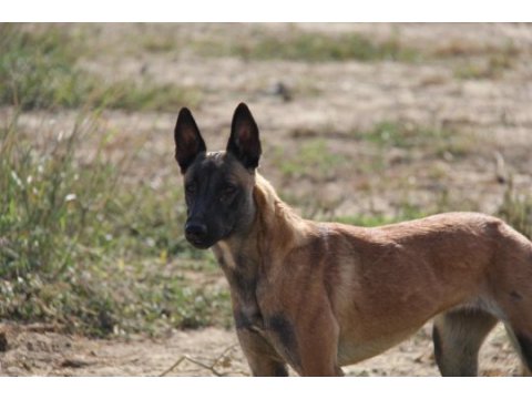 Fcı a şecere malinois