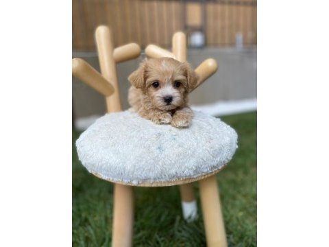Teacup tuvalet eğitimli maltipoo bebekler