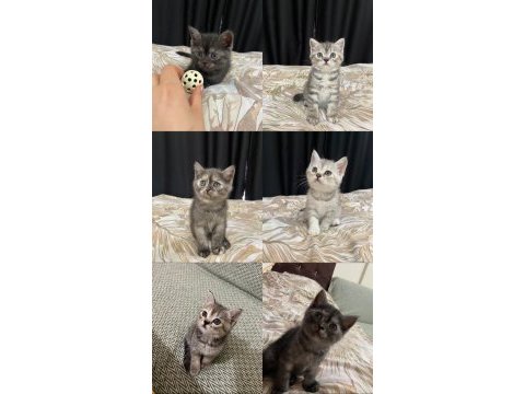 2 aylık british shorthair kedilerime yuva arıyorum