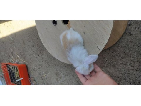 Cüce ve lop tavşanı