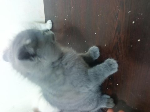 2 aylık british shorthair yavrular yeni yuvalarını arıyor