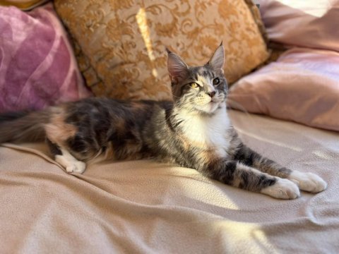 Maine coon dişi silver tortie uygun