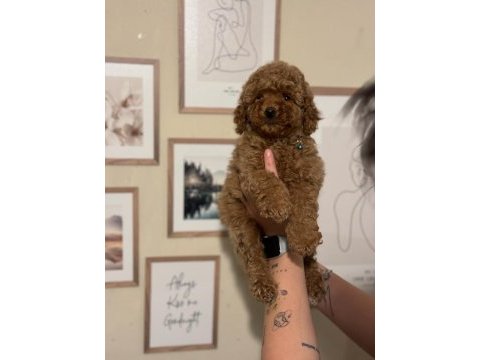 Kore toy poodle yavrular wc eğitimli aşılı