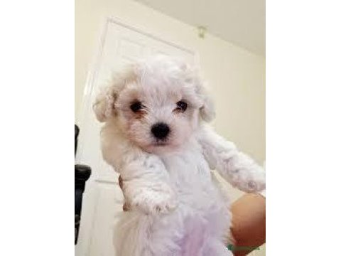 Kıvır kıvır tüylü şirin malta terrier yavrular adana