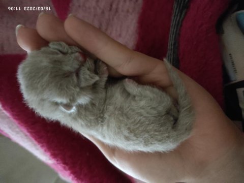 Ön sahiplendirme yavru british shorthair