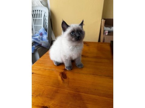 British shorthair bluepoint yavru