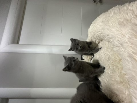 Scottish fold ve british shorthair