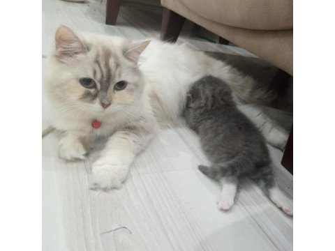 Acil british longhair