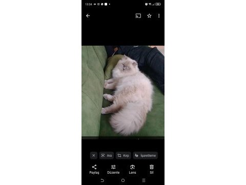 İnsan canlısı british longhair oğlan