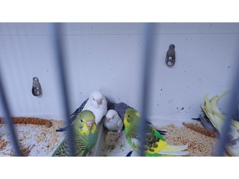 Alıştırmalık ve konuşturmalık kuşlar hepsi güzel