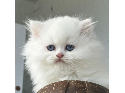 British longhair dişi yavru