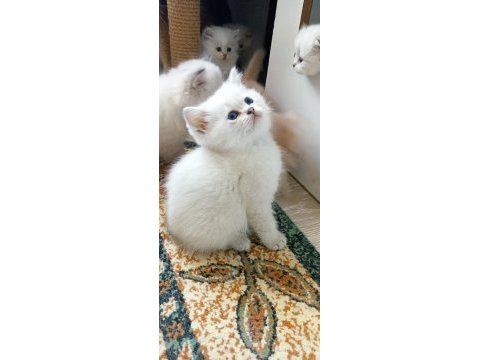 British longhair ve shorthair ırk garantili yavrular