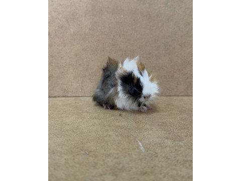 Ginepig yavrular gün içi gönderim sağlanmakta