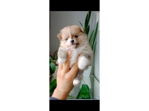 Pomeranian boo köpeğimiz
