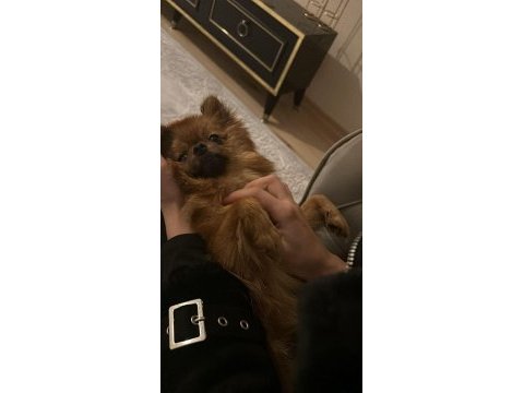Tuvalet eğitimli aşıları tam dişi 2.5 yaş pomeranian
