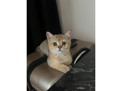 British shorthair gold