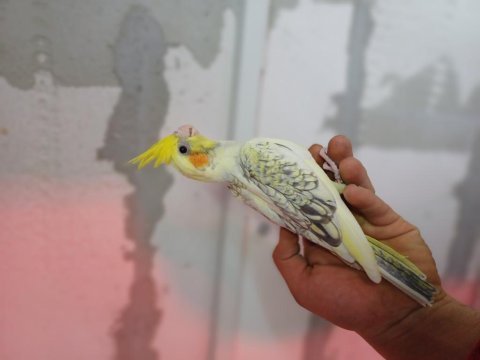 Sultan papağanları yavrular takımlar damızlıklar